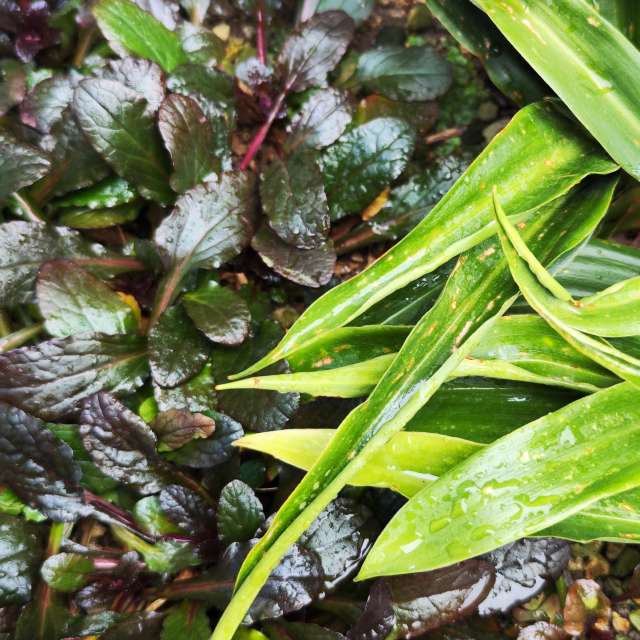 Fotos Jardim. Previsões do tempo com lindas fotos de あさのジジ em Okayama