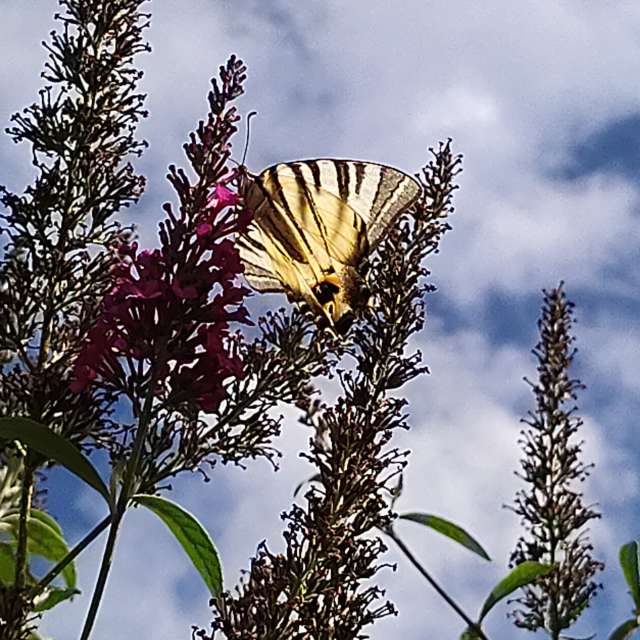 Previsões do tempo com lindas fotos de Clairette