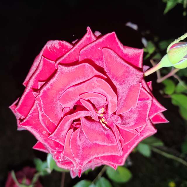 Fotos del Rosa. Pronósticos del tiempo con hermosas fotos de Albert_Smelovtsev en Sochi