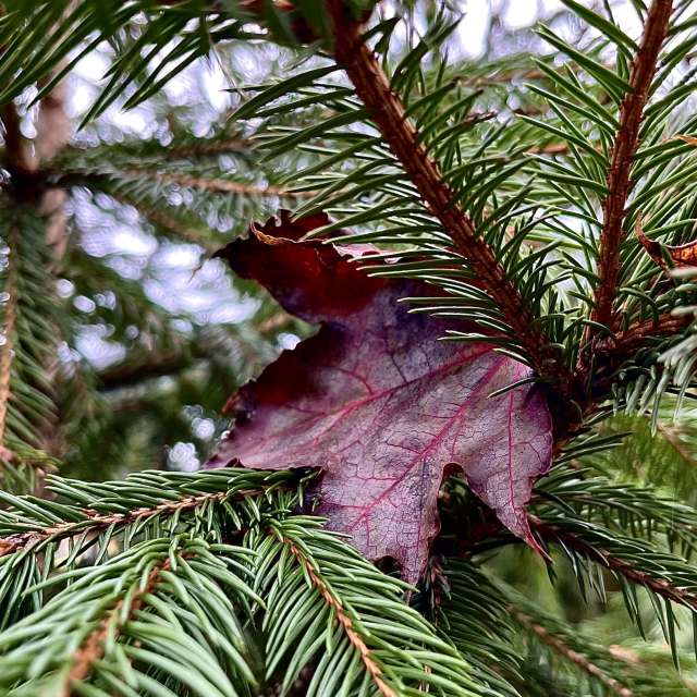 天气预报，带Stassy精美的照片