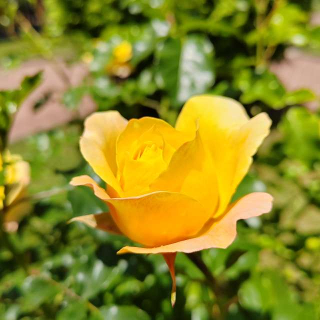 Colorful. Weather forecasts with beautiful photos by Albert_Smelovtsev Photos in Roza Khutor