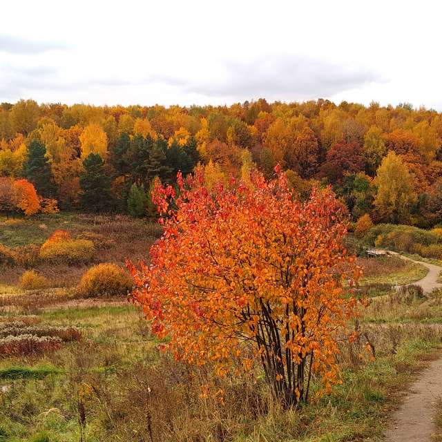 Tree. Weather forecasts with beautiful photos by Voimary Photos in Moscow