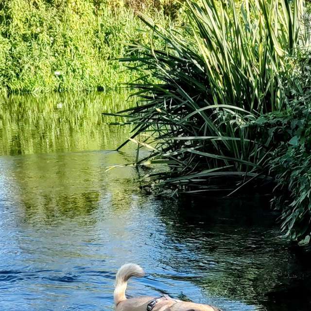Swimming. Weather forecasts with beautiful photos by kns666 Photos in Yarwell Mill Country Park