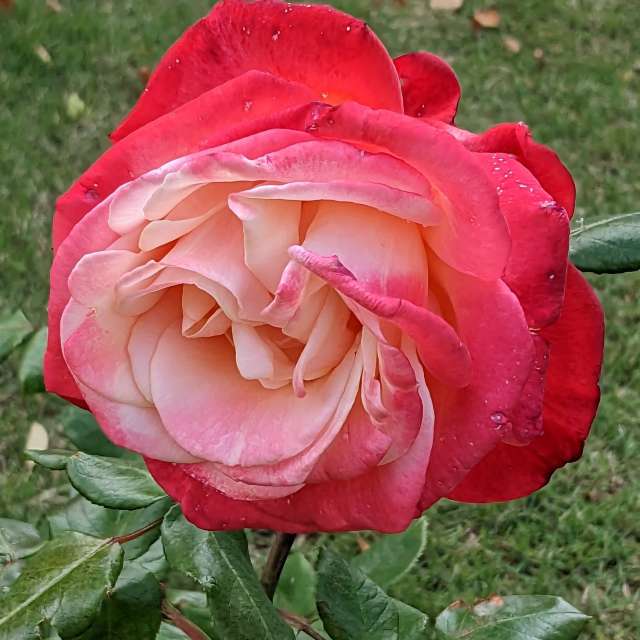 Fotos Deitado. Previsões do tempo com lindas fotos de あさのジジ em Okayama