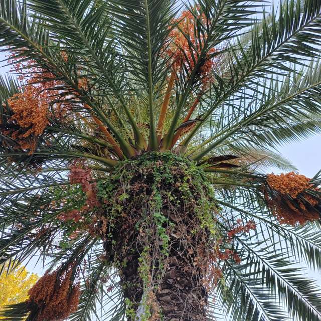 Fotos del Palmera. Pronósticos del tiempo con hermosas fotos de Albert_Smelovtsev en Sochi