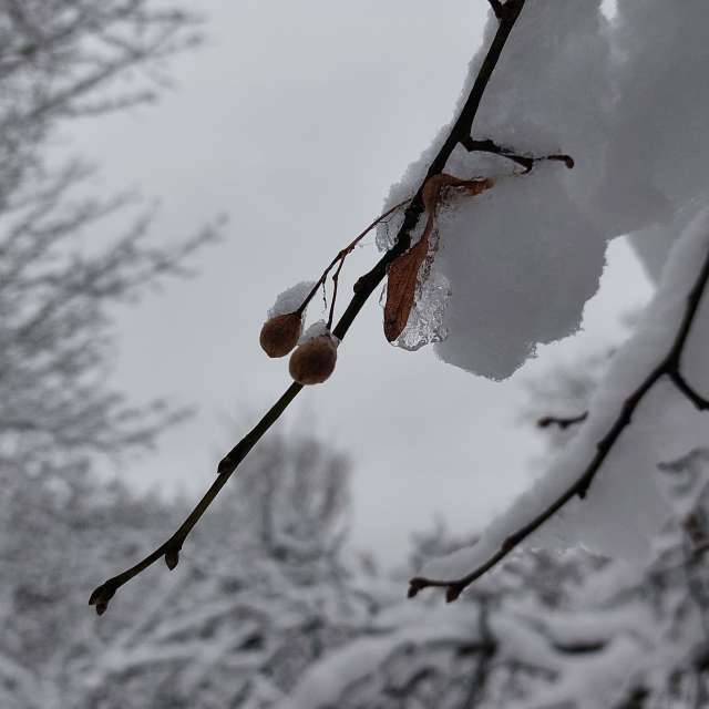 Fluffy. Weather forecasts with beautiful photos by Iryna Photos in Kharkiv