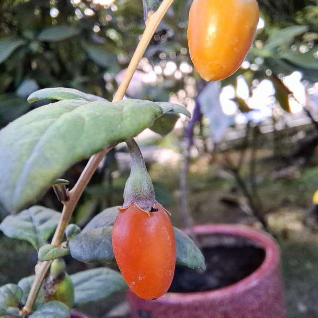 Wettervorhersagen mit schönen Fotos von Wen-ya Huang