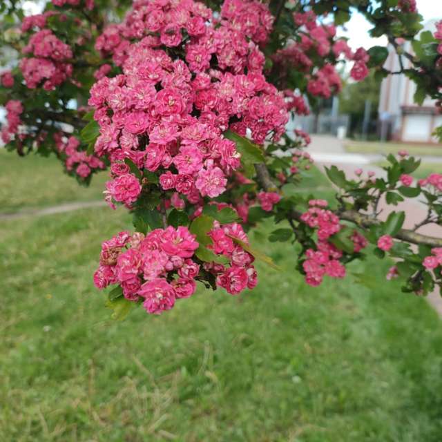 Ania-12の美しい写真による天気予報