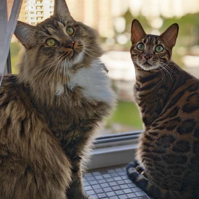 Weather forecasts with beautiful photos by Ustas