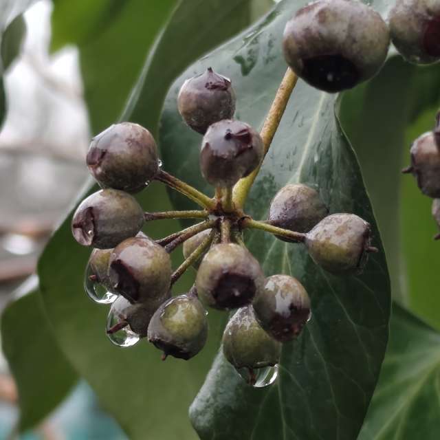 IvanaBの美しい写真による天気予報