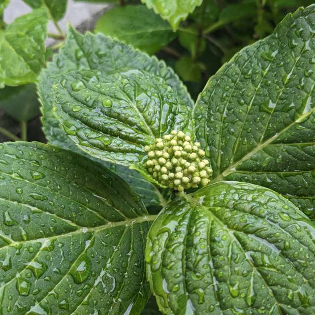 Fotos Fruta. Previsões do tempo com lindas fotos de あさのジジ em Okayama