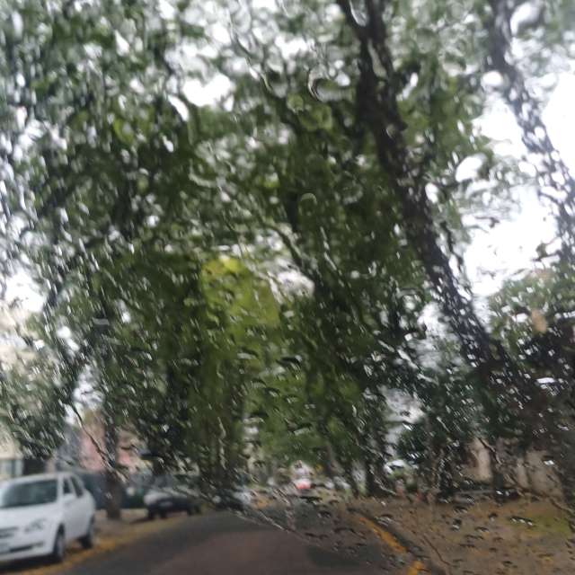 Tree. Weather forecasts with beautiful photos by Edhê Photos in Curitiba