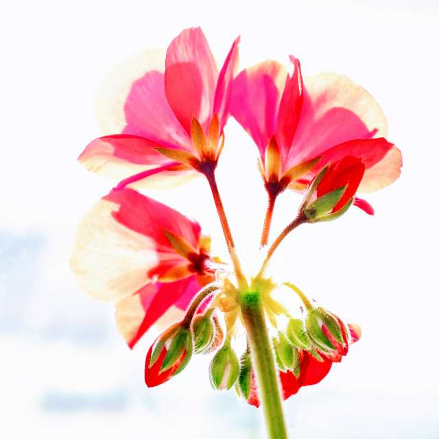 Pink. Weather forecasts with beautiful photos by hejpetrpepa Photos in Plzeň Region