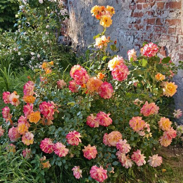 Hình ảnh Building. Dự báo thời tiết với những bức ảnh đẹp của Михаил Бондаренко ở Kaliningrad Oblast