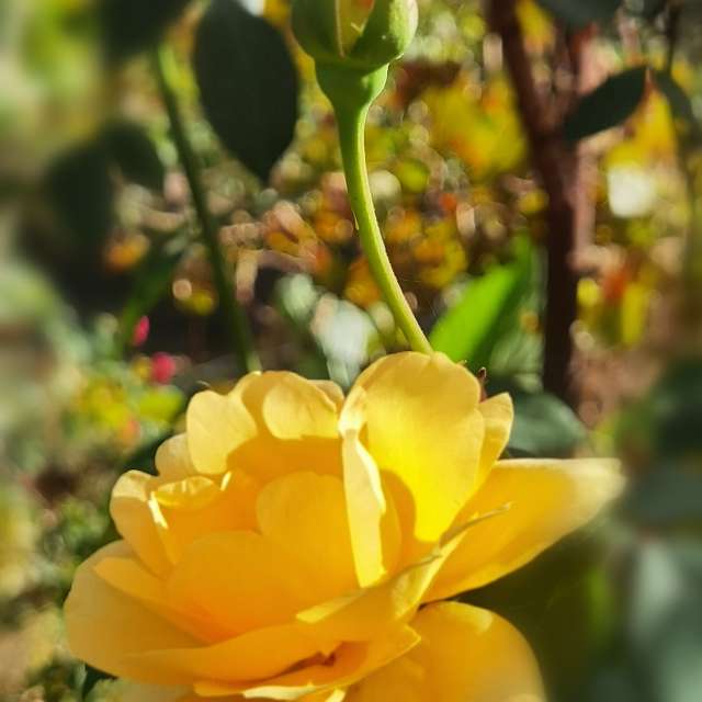 Pronósticos del tiempo con hermosas fotos de Liceul Industrial Busteni