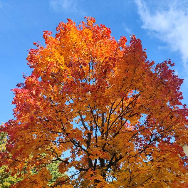 Previsões do tempo com lindas fotos de Zorrra