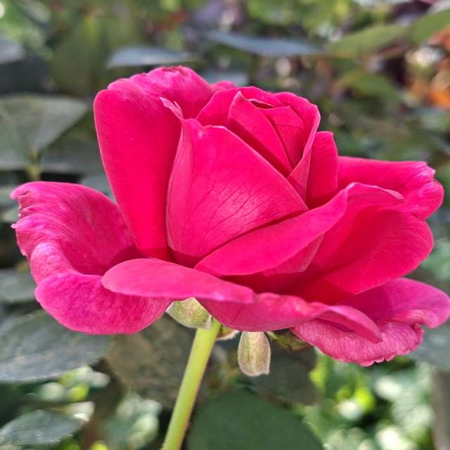 Garden. Weather forecasts with beautiful photos by Wen-ya Huang Photos in World