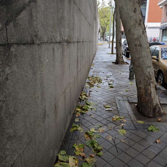 Leafs. Weather forecasts with beautiful photos by Adri_fp Photos in World