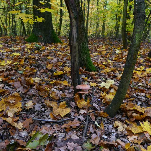 Braník的Weather. 天气预报，带Vasek325精美的照片照片