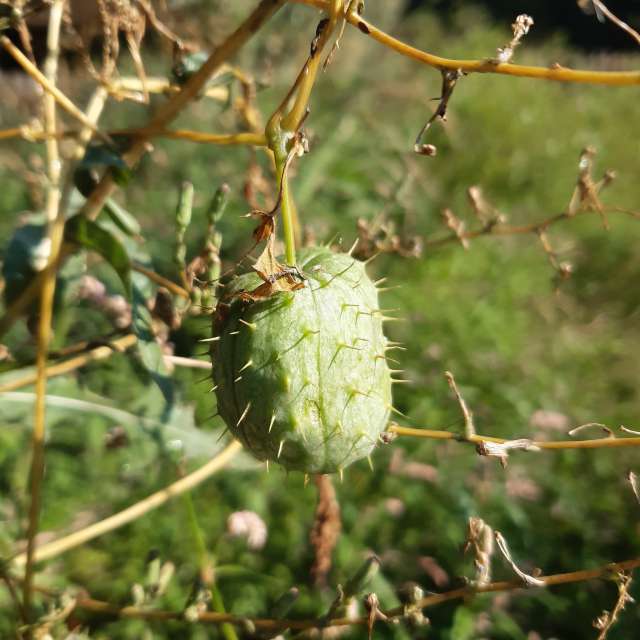 Fetus. Weather forecasts with beautiful photos by Iryna Photos in Kharkiv