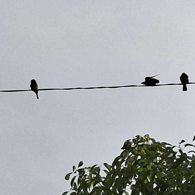 Wire. Weather forecasts with beautiful photos by Wen-ya Huang Photos in Kaohsiung City