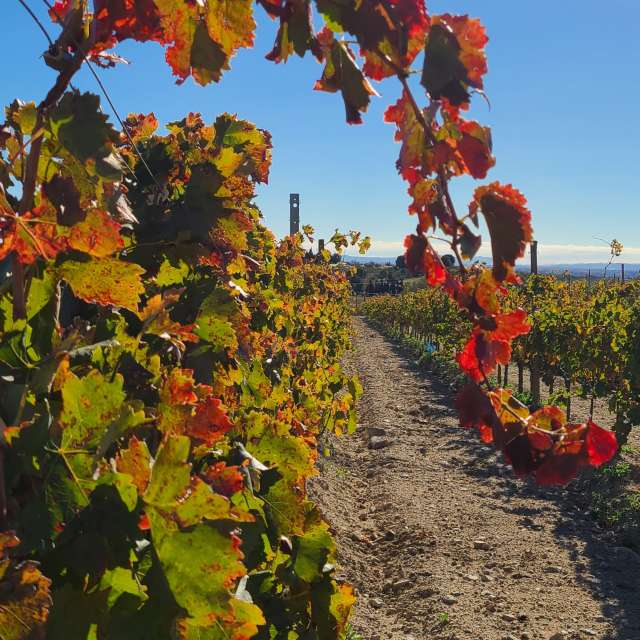 Leafs. Weather forecasts with beautiful photos by Kren66 Photos in World