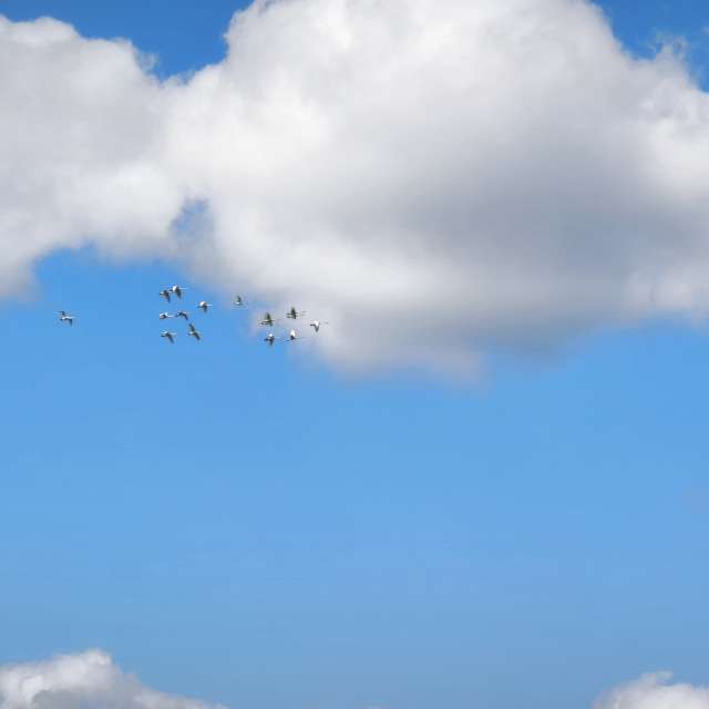 Fliegend. Wettervorhersagen mit schönen Fotos von Valiukas Fotos Litauen