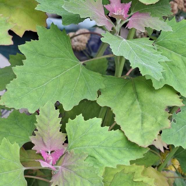 Lettuce. Weather forecasts with beautiful photos by Wen-ya Huang Photos in Kaohsiung City