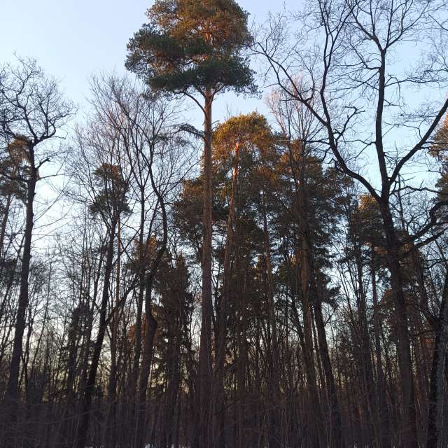 Group. Weather forecasts with beautiful photos by Amanda_and_Valdemar_Che Photos in Izmaylovo District