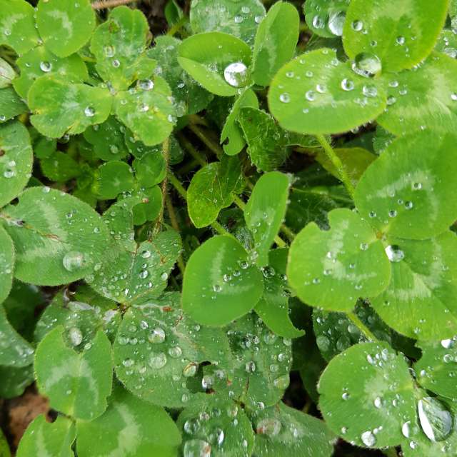 Fotos del Verde. Pronósticos del tiempo con hermosas fotos de aida-khaldi en Schaffhausen