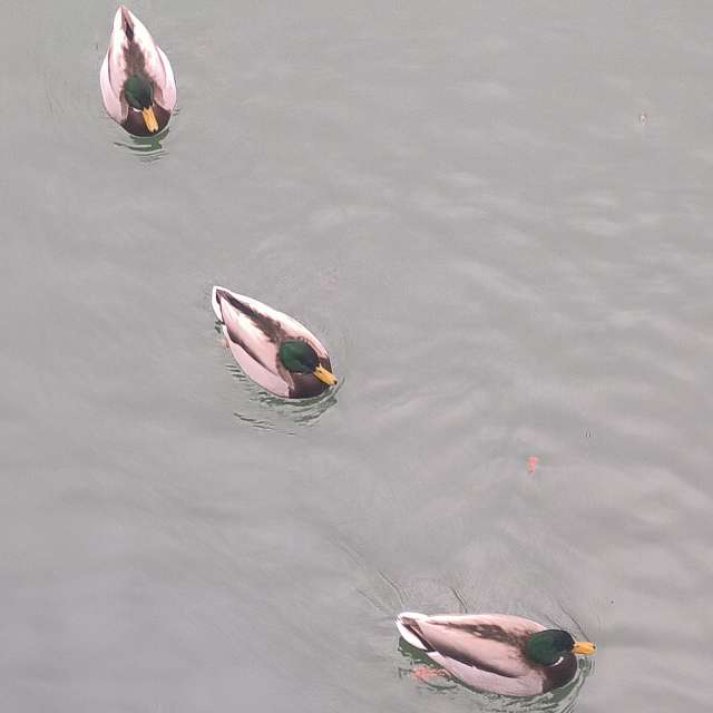 Pronósticos del tiempo con hermosas fotos de YanBog