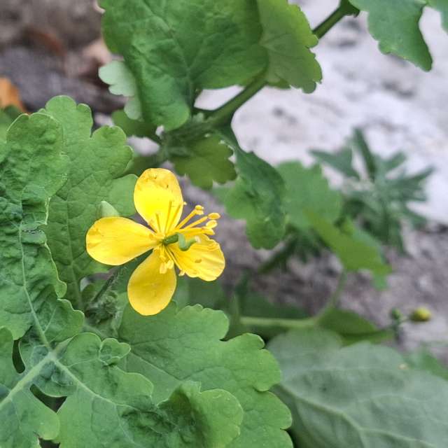 Wettervorhersagen mit schönen Fotos von Iryna