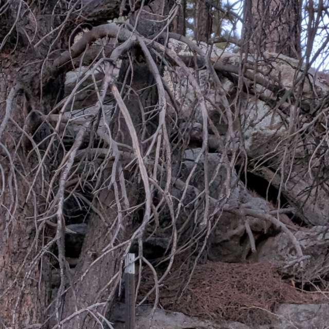 Brown. Weather forecasts with beautiful photos by BonnieC85 Photos in World