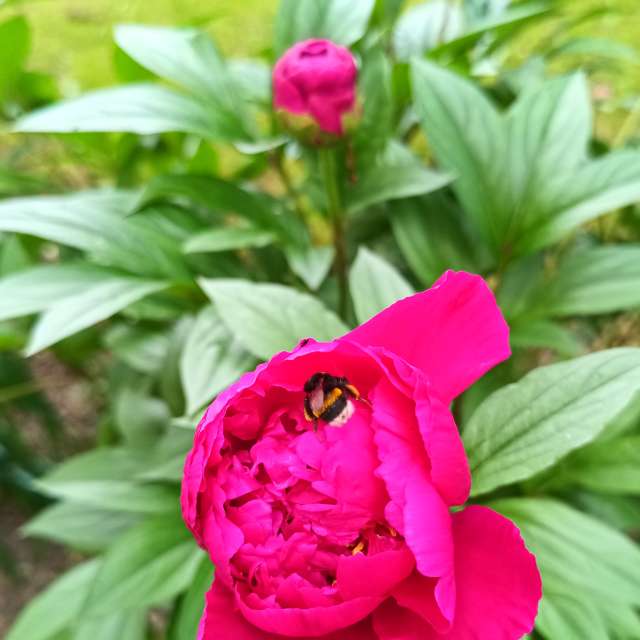 Gras. Wettervorhersagen mit schönen Fotos von Kripo Fotos Ladek Zdroj