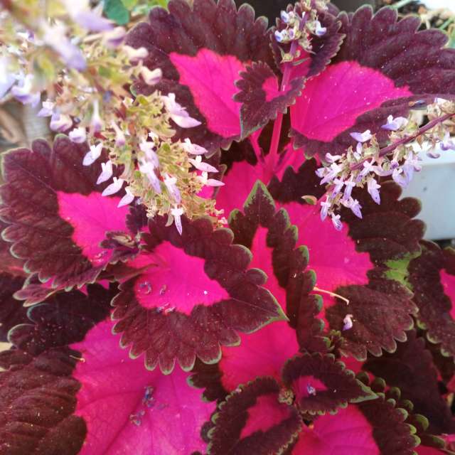 ドレスデン ドイツ 14日間の天気予報 レーダー 写真 Weawow