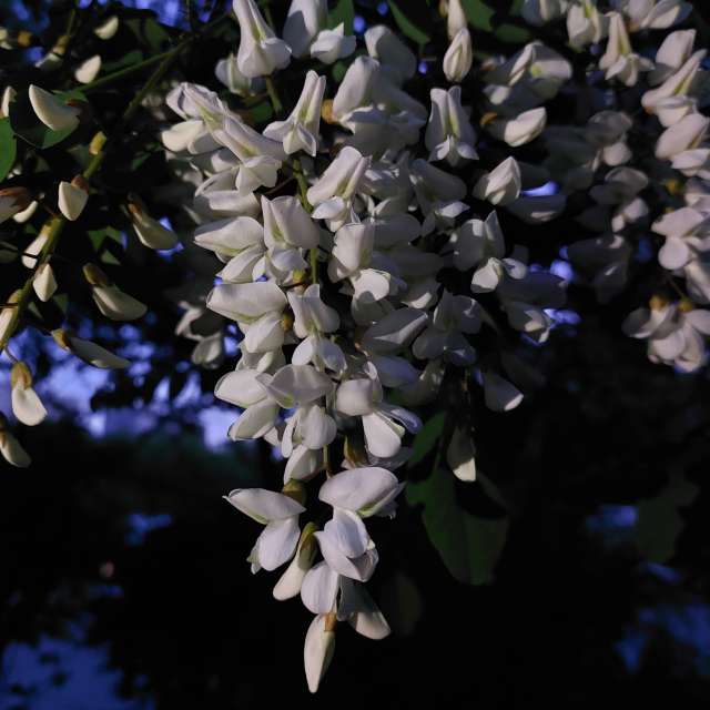 Illumination. Weather forecasts with beautiful photos by Iryna Photos in Kharkiv