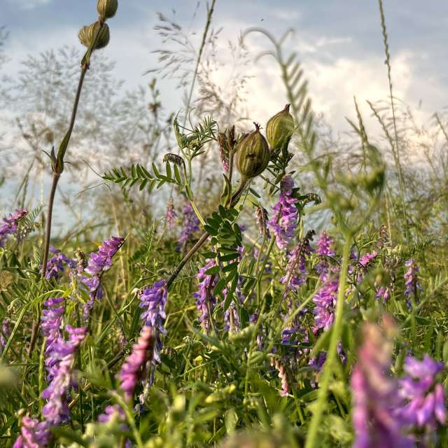 Photos Champ. Prévisions météo avec de superbes photos de Stassy de Teshkovo