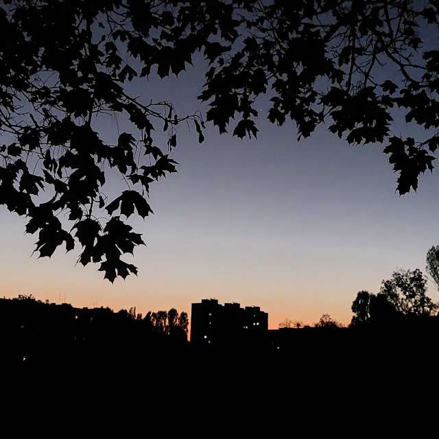 Maple. Weather forecasts with beautiful photos by Iryna Photos in Kharkiv