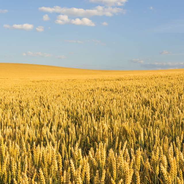 天气预报，带Cherneva精美的照片