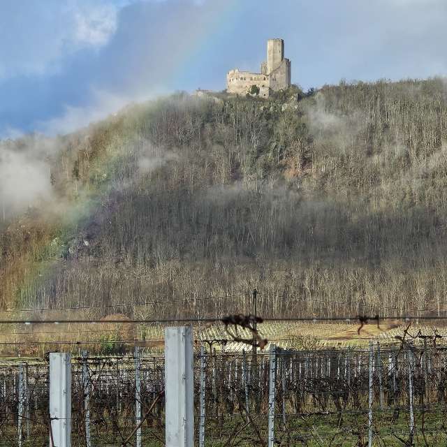 Sheep. Weather forecasts with beautiful photos by Gaëlle67 Photos in World