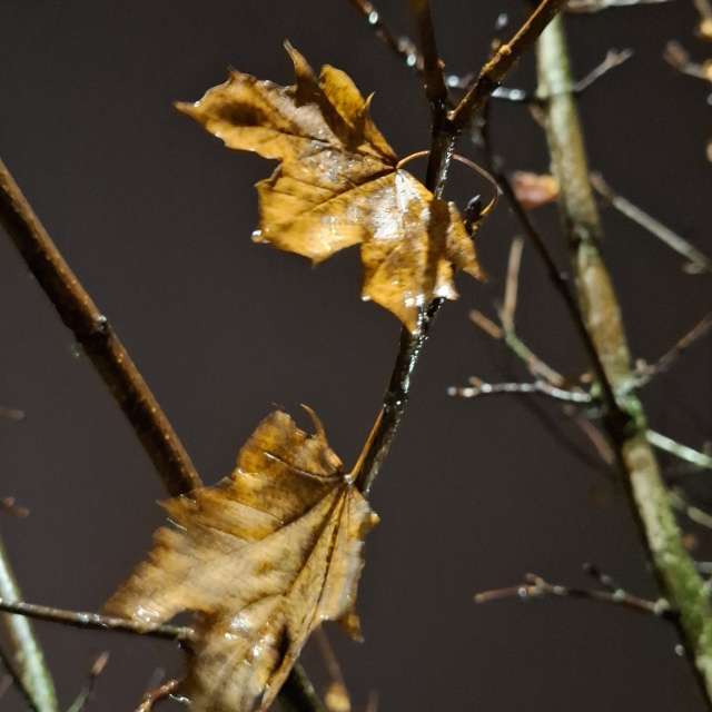 秋. Weather forecasts with beautiful photos by schimi Photos in World