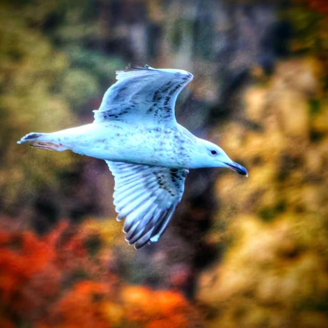 Lotti5507の美しい写真による天気予報