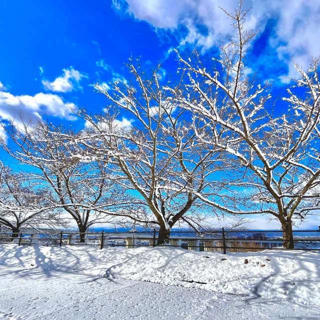 Tree. Weather forecasts with beautiful photos by Kasumisou Photos in Saku-shi