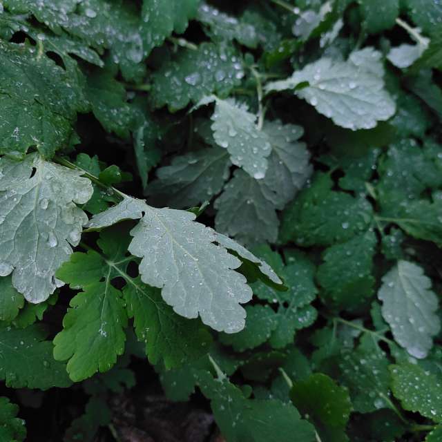 Gray. Weather forecasts with beautiful photos by Iryna Photos in Kharkiv