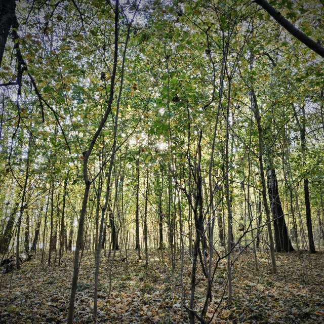 Wooded. Weather forecasts with beautiful photos by Aleksei Photos in Tula