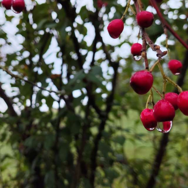 Allersberg的Weather. 天气预报，带Brtd精美的照片照片