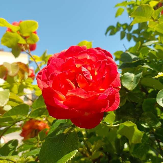 Ania-12の美しい写真による天気予報