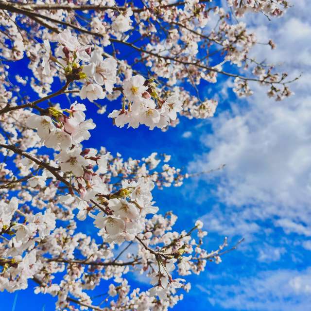 Tree. Weather forecasts with beautiful photos by Kasumisou Photos in Saku-shi