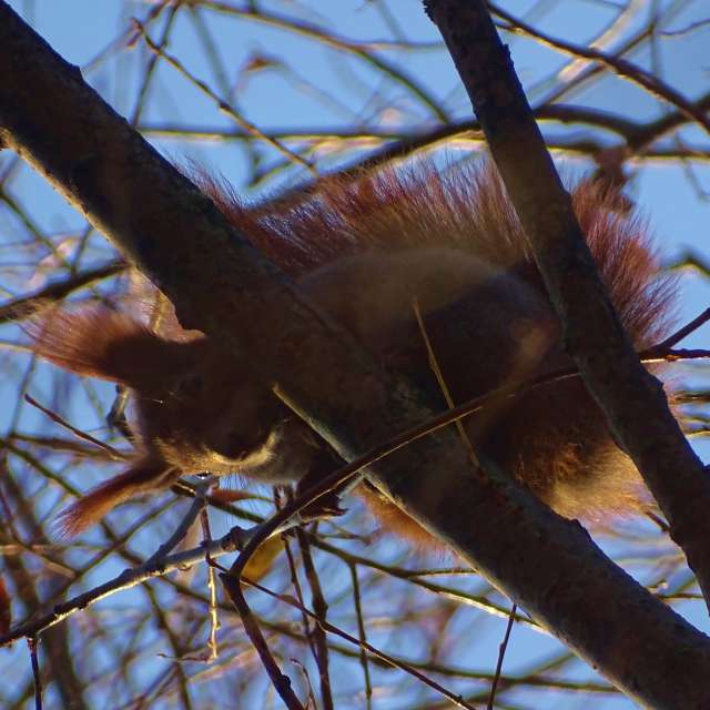 Bird. Weather forecasts with beautiful photos by Михаил Гавриков Photos in Kharkiv