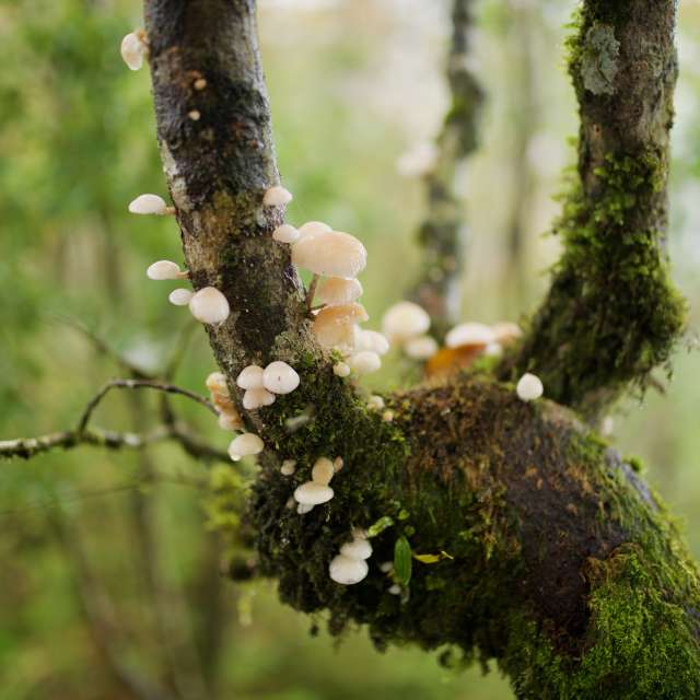 Bear. Weather forecasts with beautiful photos by 西工愛攝影 Photos in World
